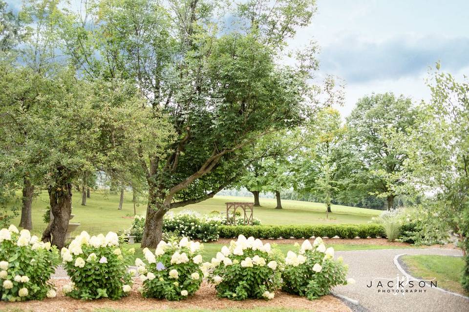 Hydrangeas by cocktail area