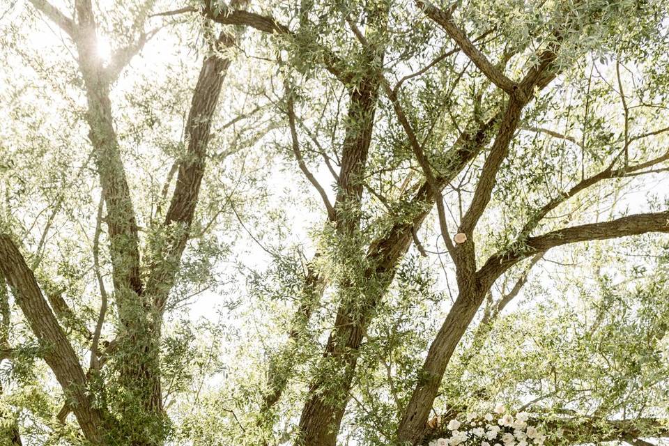 Bride & Bride under the willow