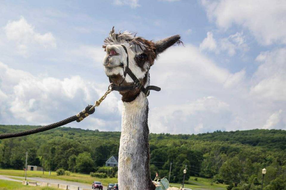 Alpaca necklace
