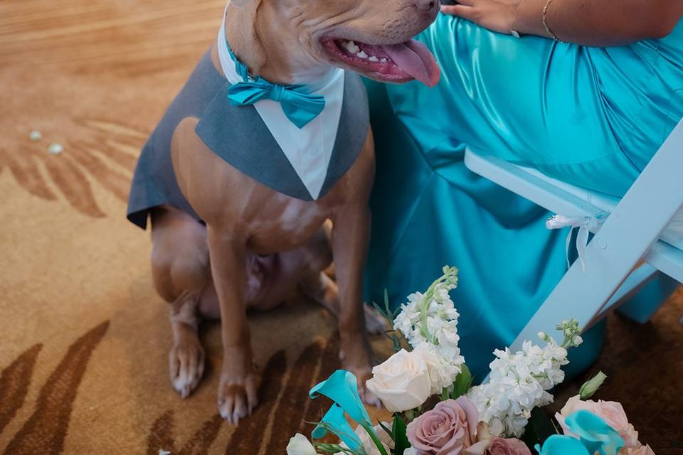 Dog Friendly