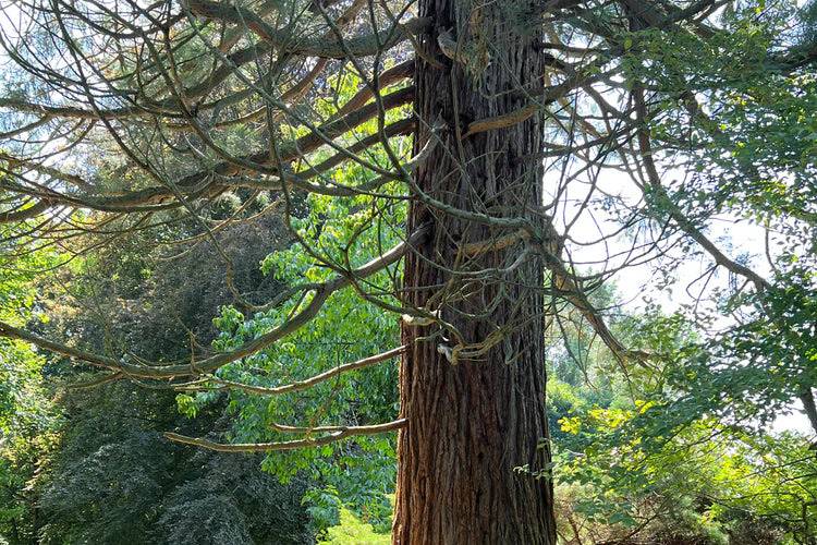 Michigan's largest Sequoia