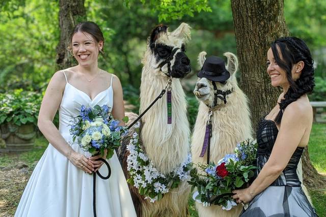 Llama Love
