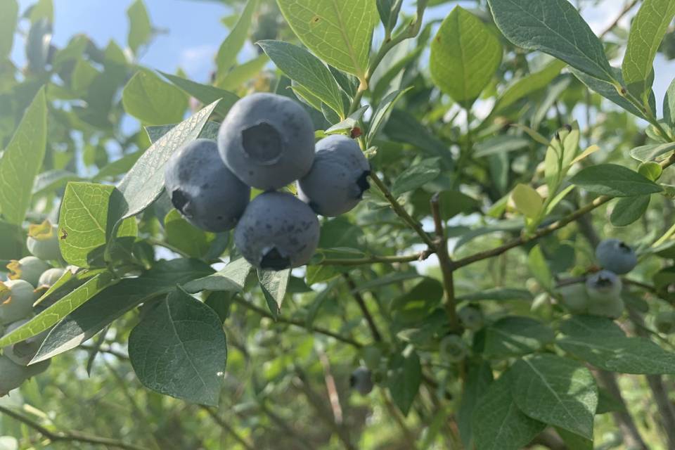 Lush blueberries
