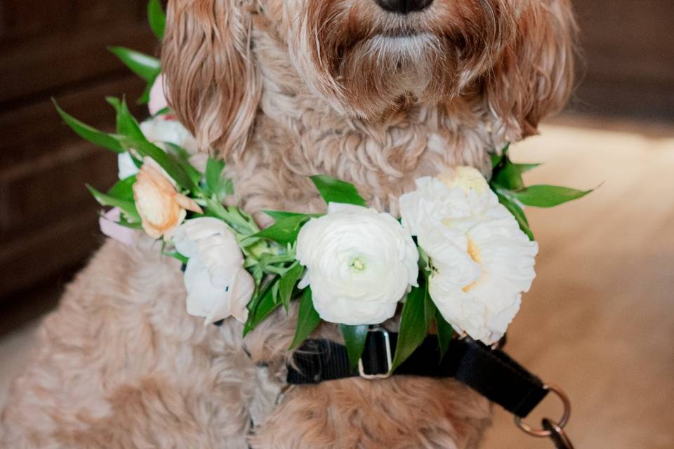 Dogs need flowers too
