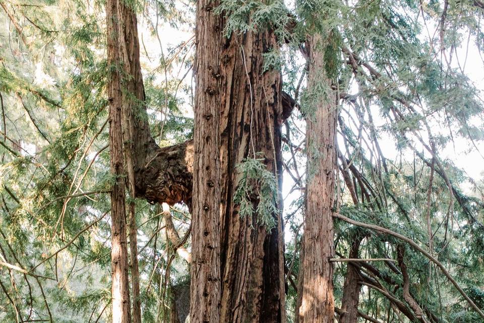 Santa Lucia Preserve Ceremony