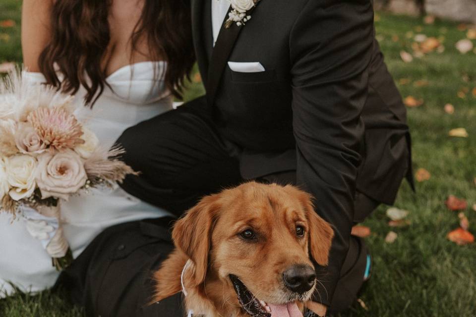 Dog at Wedding