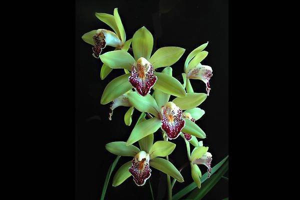 CFM Fresh Cut Orchid