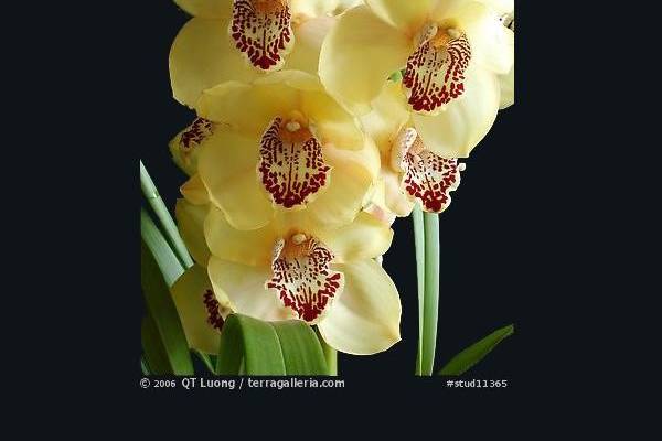 Yellow Cymbidium Cut Orchid
