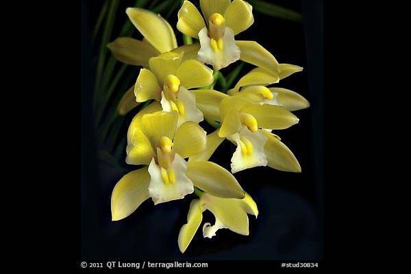 Gold Sovereign Cut Orchid