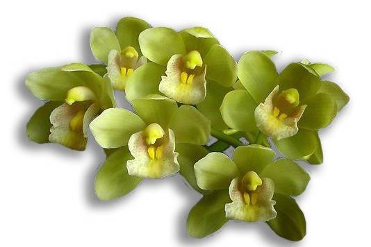 Amazon Gold Orchid