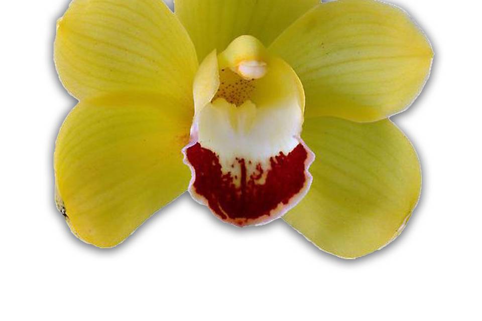 Flourish Flower Orchid
