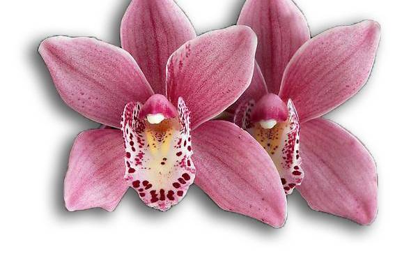 Hybrid 18 Orchid
