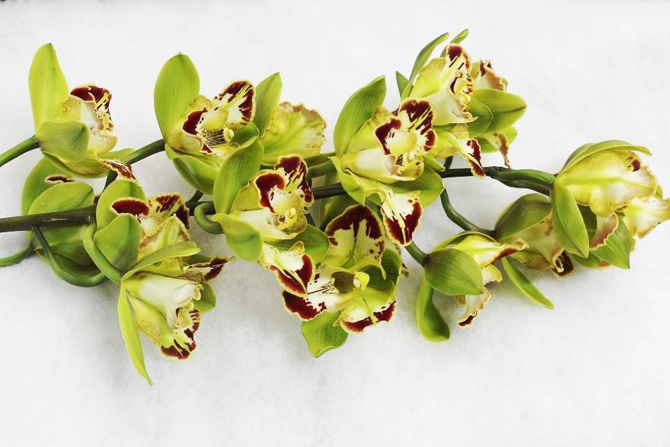 Harlequin Orchid