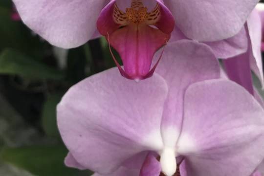 P. Tinny Honey Orchid