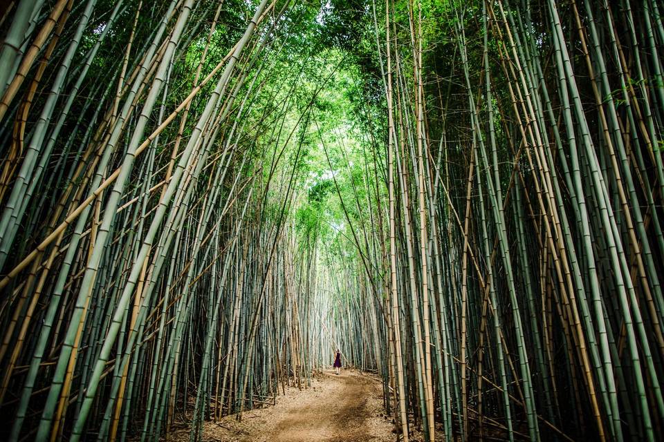 Bamboo forest