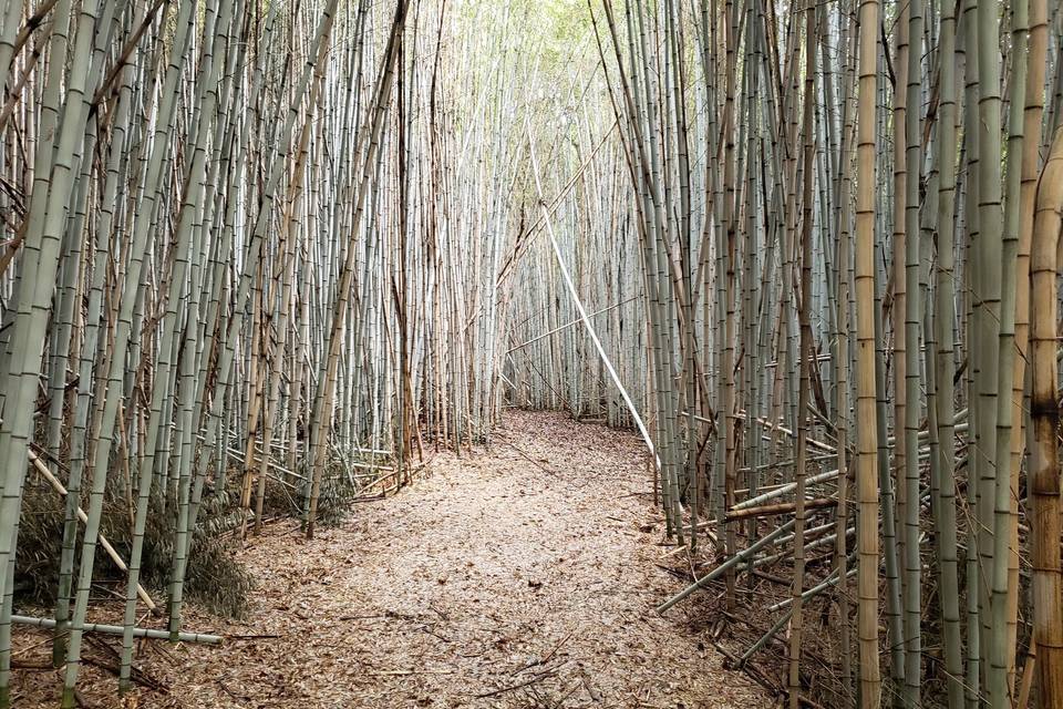 Bamboo forest trails