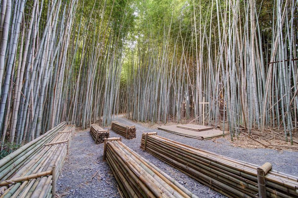 Bamboo Sanctuary