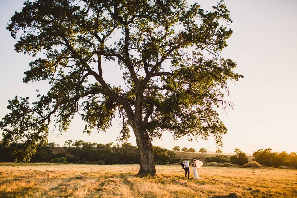 Large oak