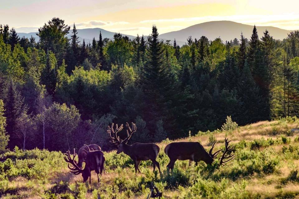 Red stags