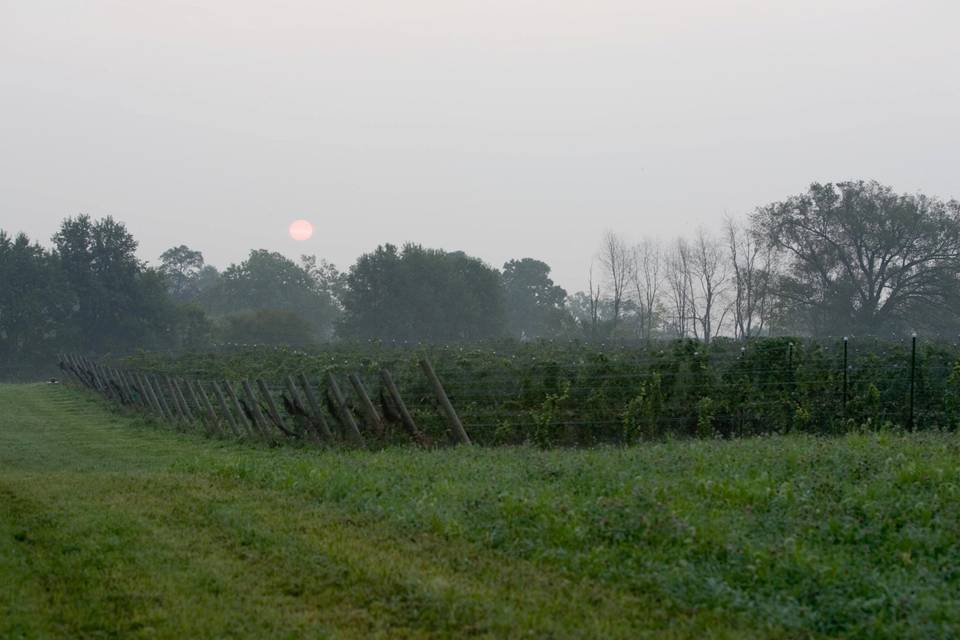 Harkness Edwards Vineyards