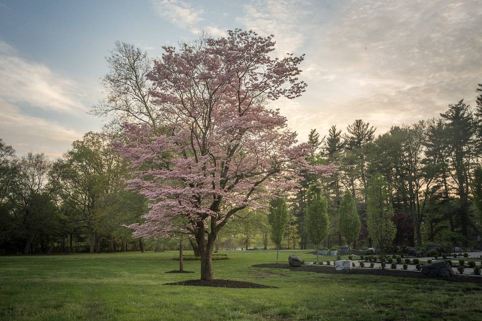 Pink tree