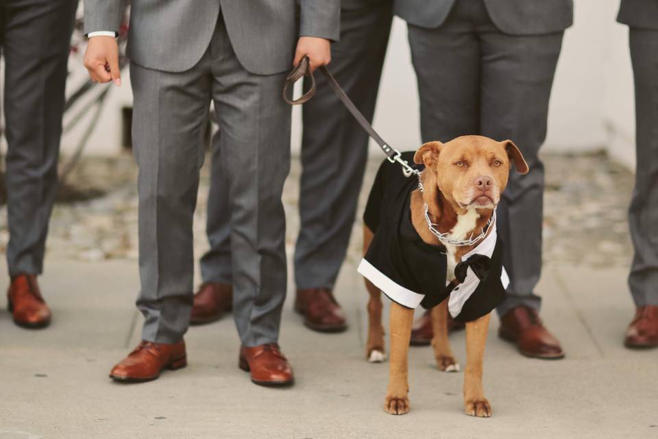 Dog in a tuxedo