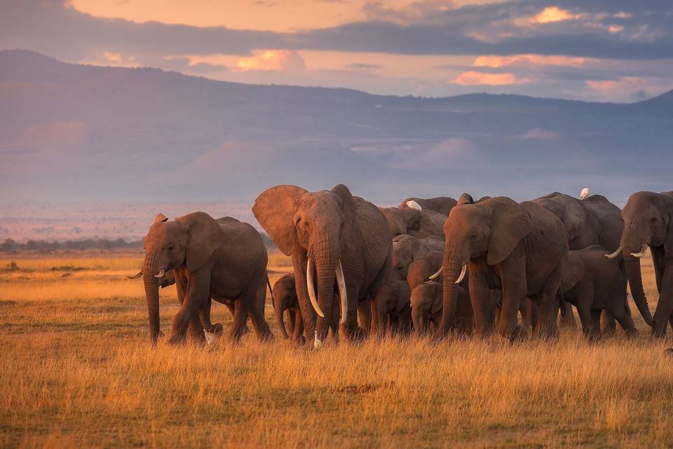 African Safari Specialists
