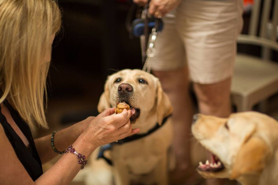 Events that include PupCakes for Southeastern Guide Dogs.  We bake PupCakes with all Human Grade ingredients.