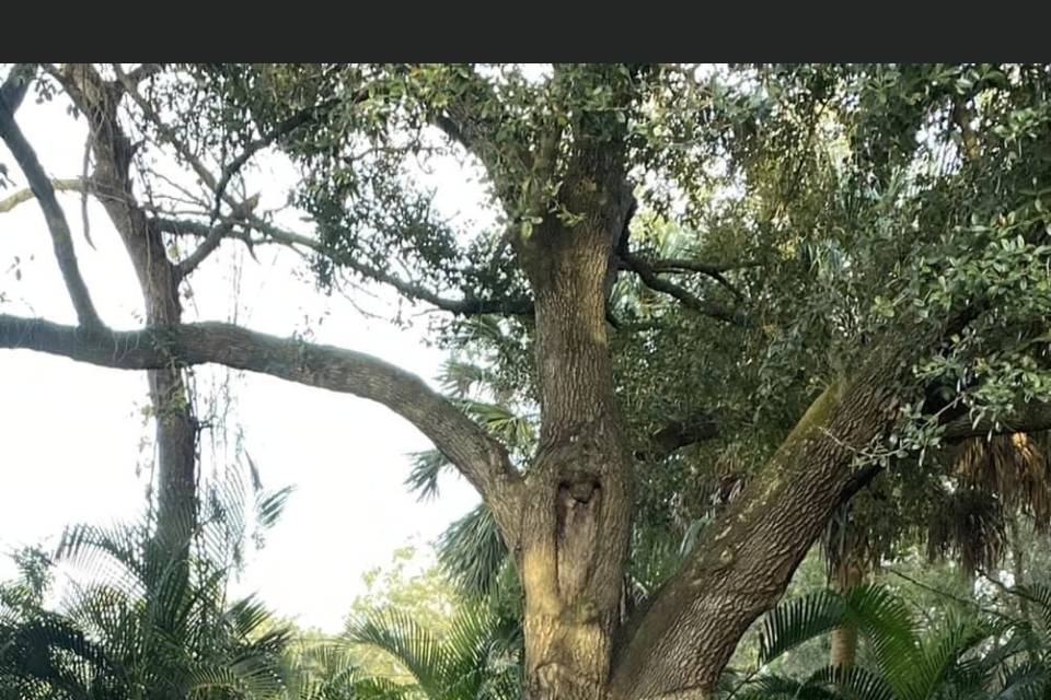 Tree ceremony