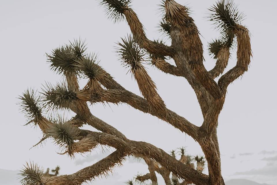 Joy + Hugo in Joshua Tree