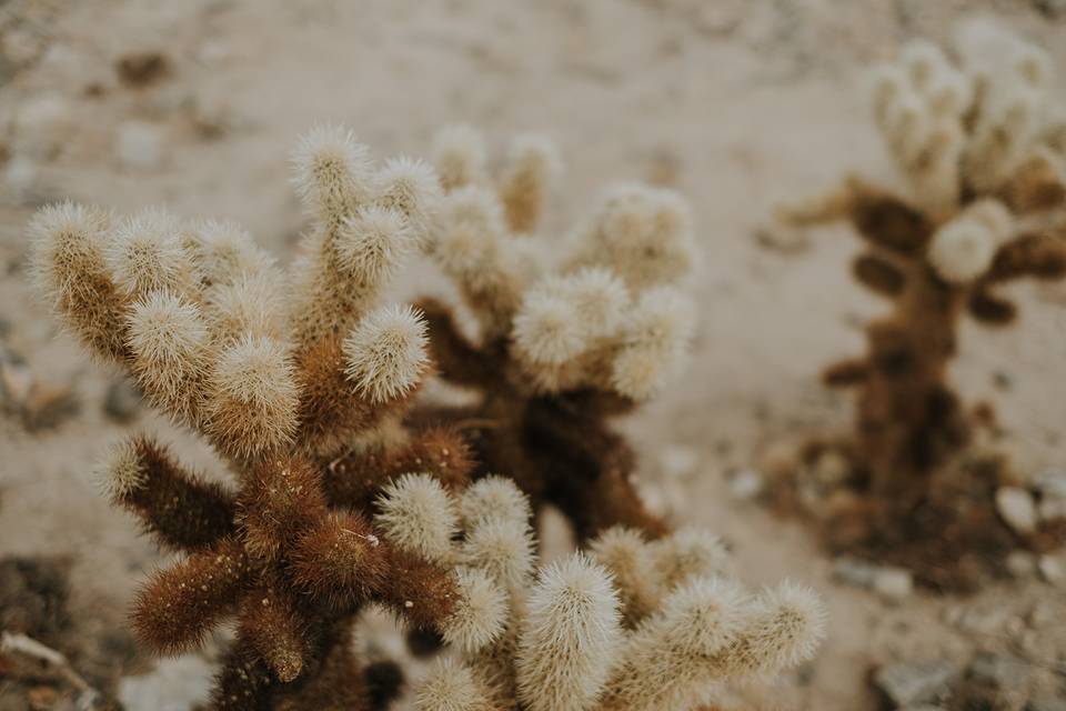 Joy + Hugo in Joshua Tree