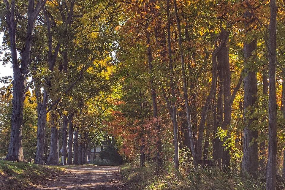 Autumn Road to Property