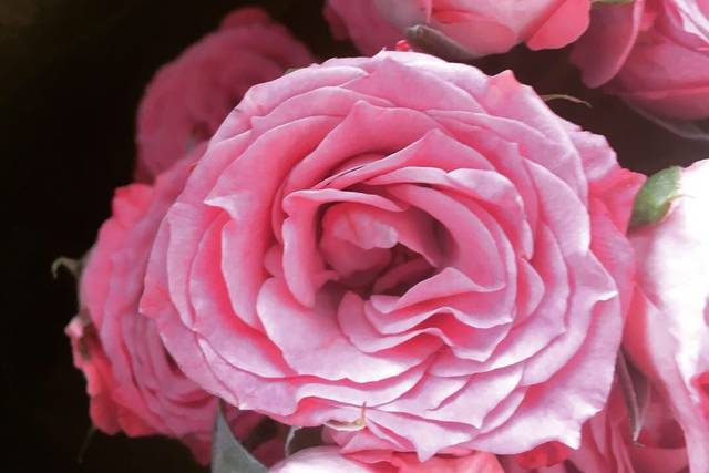 Garden roses