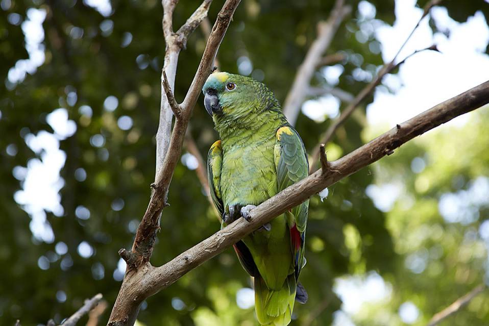 Green bird