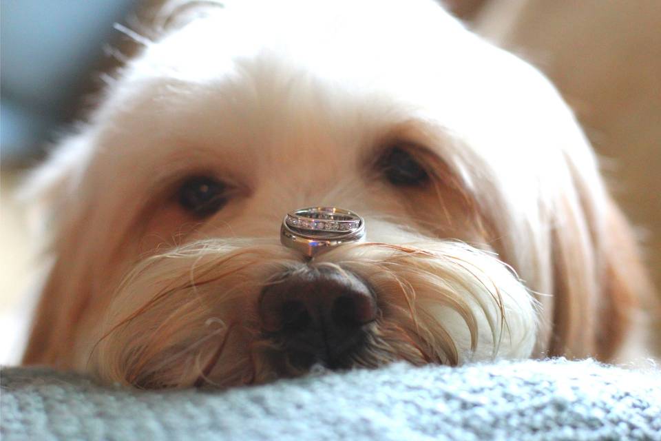 Dog and ring