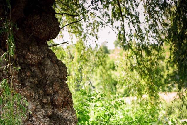 Newlywed couple by the tree