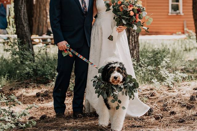 We do allow dogs !