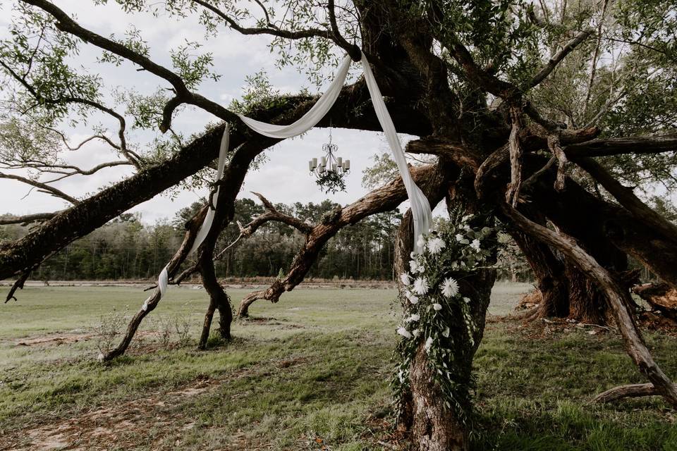 The Majestic Oaks Ceremony