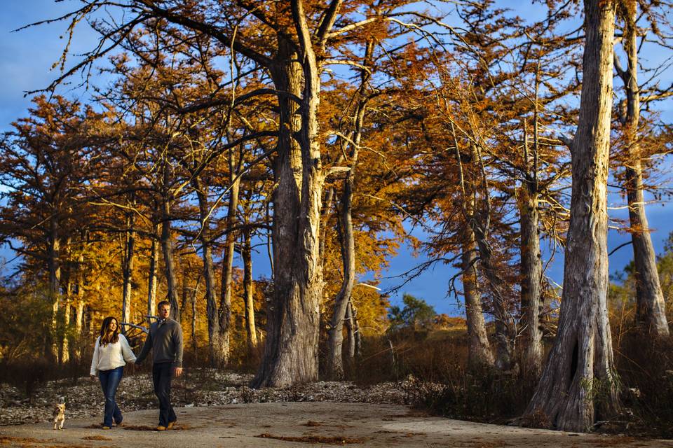 Cypress tree engagement