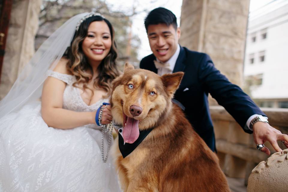 Dog at wedding