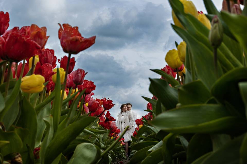 Amsterdam Tulips