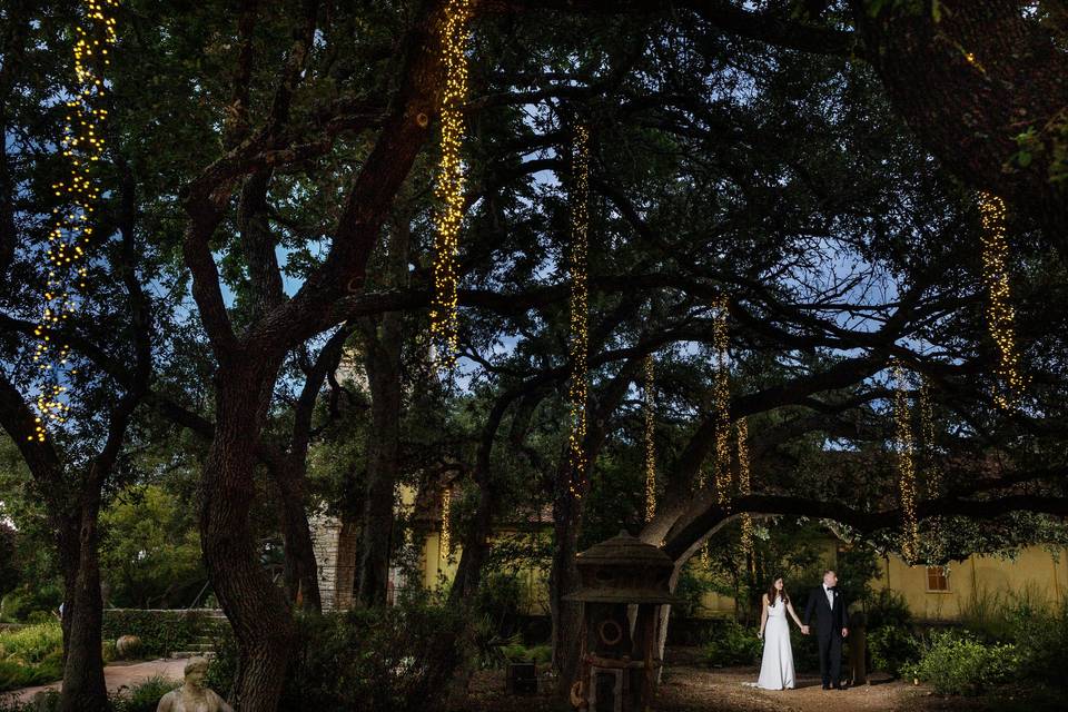 Oak tree portrait