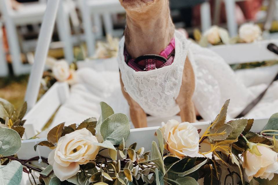 Stylish, wedding dog!