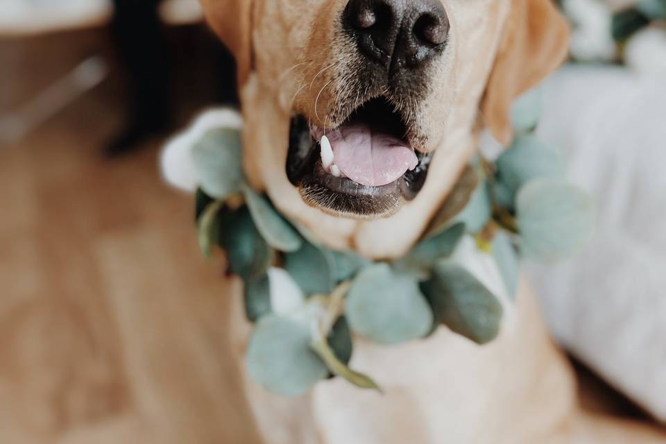 Labrador at wedding!