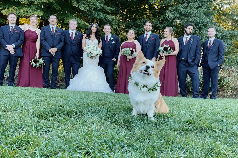 Layla, the happy corgi!