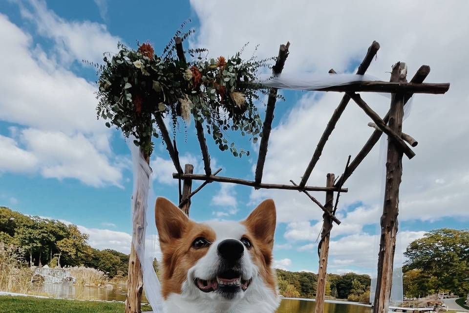 Corgi at her parents wedding