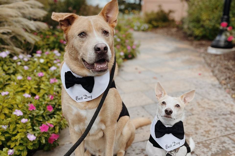 Wedding boys!