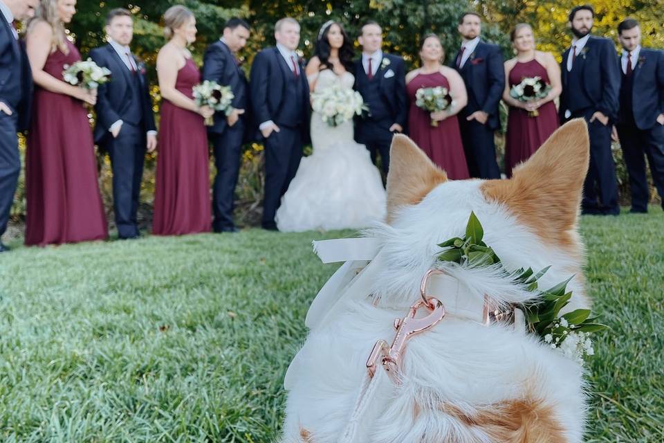 A corgi's perspective!