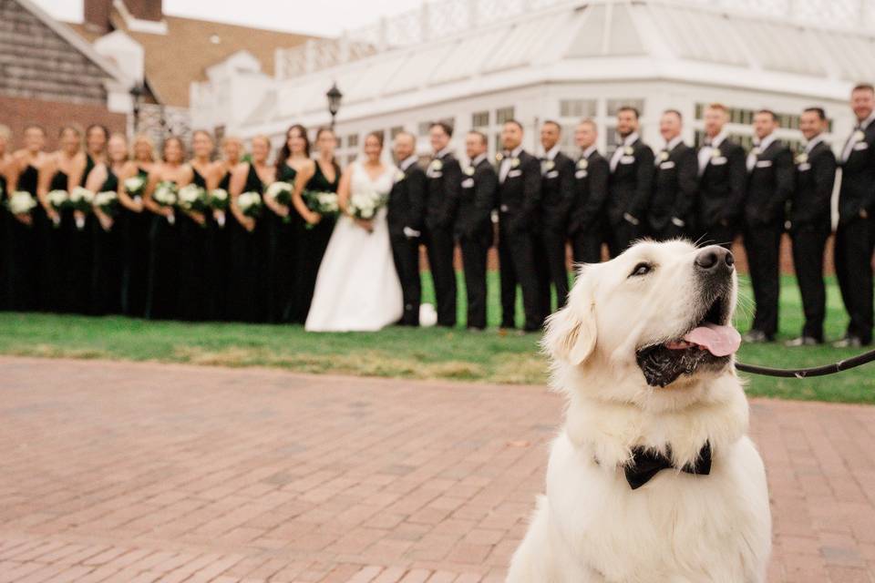 Dog of honor