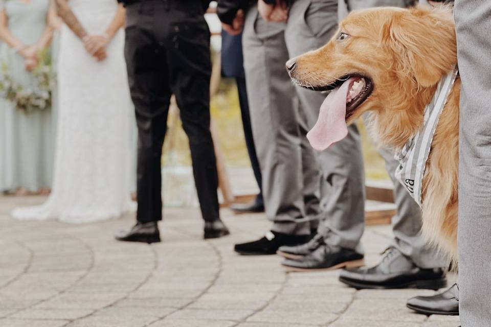 Happy Golden, boy!